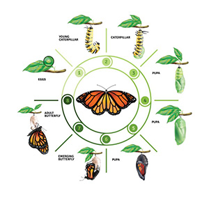 Butterfly Life Cycle Poster